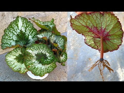 Видео: Как вырастить бегонию из листьев | Бегония бревиримоза