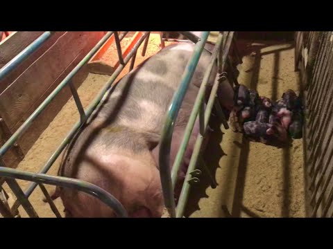 Видео: Естрофан для свиноматок,Зачем и надо Ли??? я использую и вам советую, а вы решайте сами