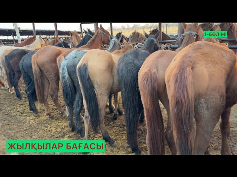 Видео: Жылқы бөлімі Шымкент