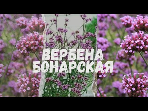 Видео: О вербене бонарской. 23 сентября 2024 г.
