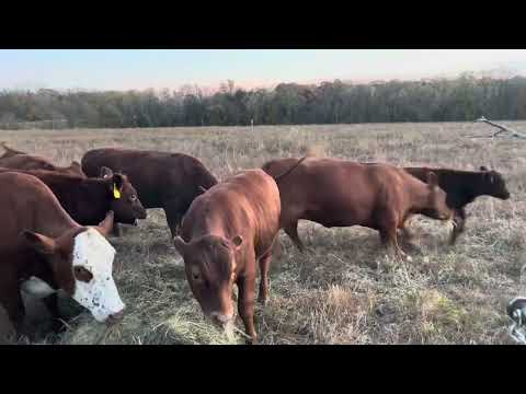 Видео: GranMan помогает Джиджи и находит новых телок 20251108 #корова #туман #рассвет