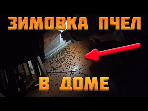 Видео: Зимовка пчел в доме.  Зимовка пчел в помещении. Лучший способ зимовки пчел луче чем на улице