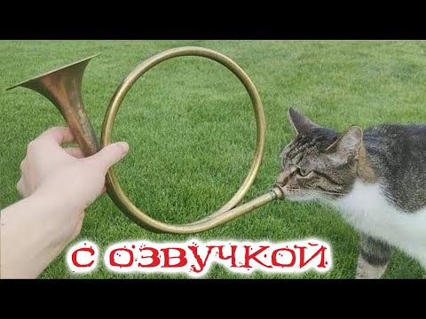 Видео: ПРИКОЛЫ С КОТАМИ! С ОЗВУЧКОЙ! СМЕШНЫЕ КОТЫ! Самые смешные животные!