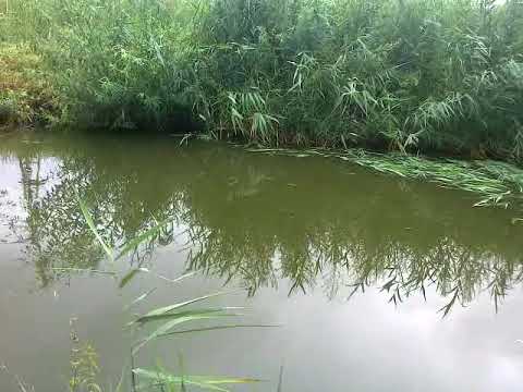 Видео: Чем кормить Белого амура в маленьком пруду