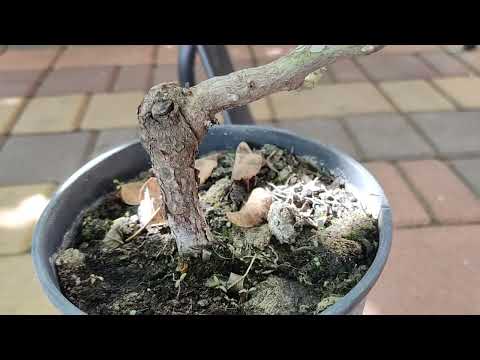 Видео: Чи варто ризикувати придбаваючи саджанець в магазині з сумнівною репутацією?