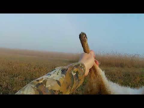 Видео: Полевое комбо - заяц и фазан. 9.11.2025