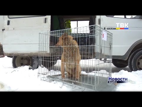 Видео: В Бердске провели отлов бродячих собак в районе улицы Советская. Что дальше?