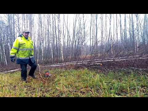 Видео: Заготовка дров. Штиль ms180. 18 ноября.