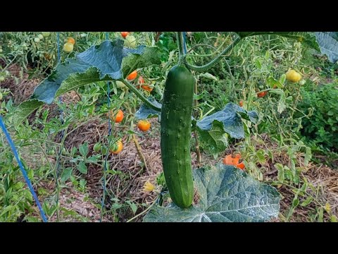 Видео: Тайната ми за безкрайни краставици..👍