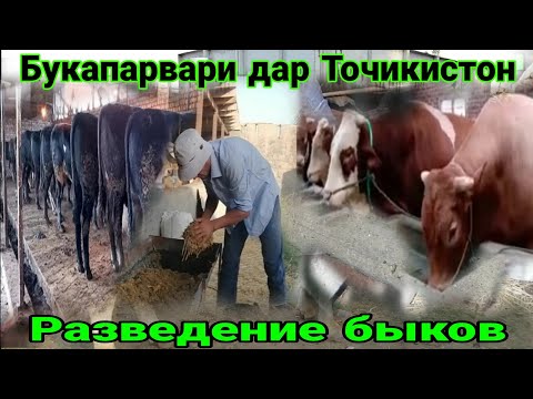 Видео: Bull rearing and feeding " گاو نر و روش تغذیه" Ферма и Бука парвари ва тарзи додани хурок