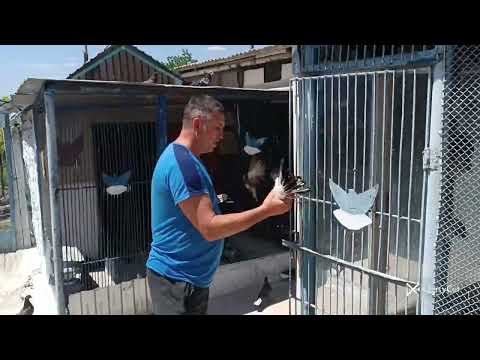 Видео: Николаевские голуби, в гостях у Виталия Драганова!