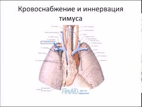 Видео: Органы иммунной системы