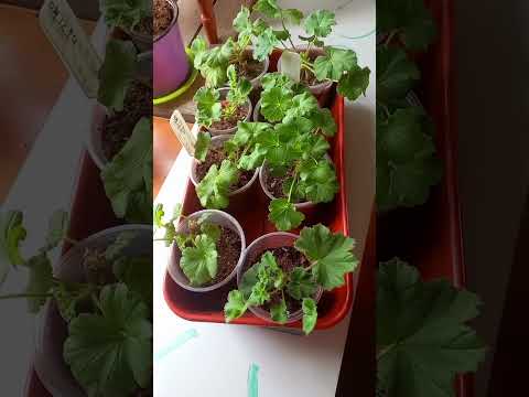 Видео: 30 августа 2025 г.