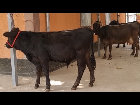 Видео: Номро барой тамос ☎️ +79993471977  904231223  шведора акция кадем успед кнен 