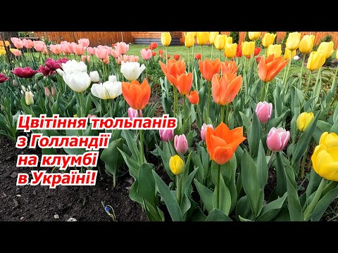 Видео: Маленька Голландія на нашій дачі- яскраво цвітуть тюльпани!