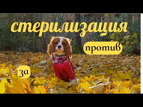 Видео: Стерилизация собаки:  За/Против.