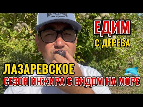 Видео: Лазаревское. Собираем инжир с дерева и наслаждаемся видом на море с дельфинами. Дикий пляж в Аше.