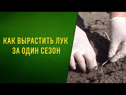 Видео: Огромный лук за один сезон. Сорт Эксибишн