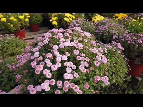 Видео: Мой САМЫЙ ЛЮБИМЫЙ сорт Хризантемы Мультифлора.