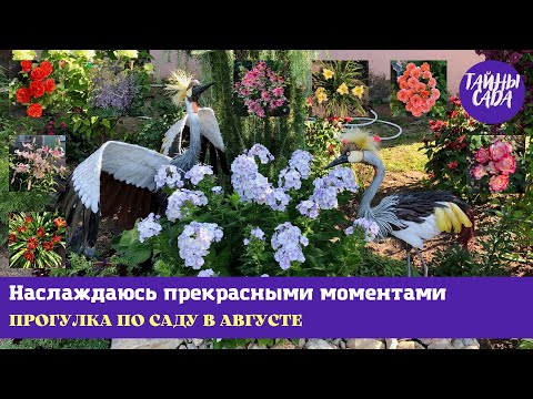 Видео: ЦВЕТЫ МАЛОГО УХОДА. ЯРКИЕ АКЦЕНТЫ В САДУ. ПРОГУЛКА ПО САДУ В АВГУСТЕ. ПРОСТОЙ САД В ДЕРЕВНЕ.
