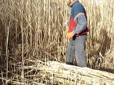 Видео: Заготовка камыша