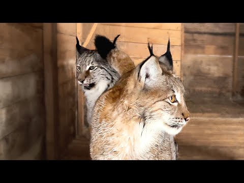 Видео: ВАЖНЫЙ ДЕНЬ У РЫСЕЙ / Ханна встречается с Мартином, а Умка с Симбой