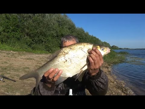 Видео: Ловля ЛЕЩА на БЕЗНАЖИВКУ! Добавил ЭТО в ПРИКОРМКУ и ПОНЕСЛОСЬ! Рыбалка на Донки на Оке в ИЮЛЕ 2022!