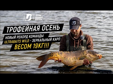 Видео: ТРОФЕЙНАЯ ОСЕНЬ. Новый рекорд команды Ultrabaits Wild - зеркальный карп весом 19кг!!!