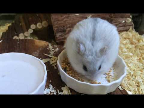 Видео: ДЖУНГАРСКИЕ ХОМЯЧКИ. Как приручить, ухаживать, кормить...