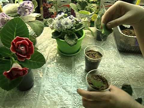 Видео: 🌼Фиалка, размножение фрагментом листа. Использование вермикулита. Разрыхлитель почвы🌼 🌱