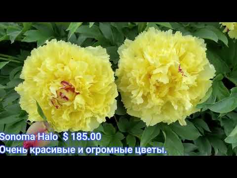 Видео: Прекрасные пионы. Сад Adelman.