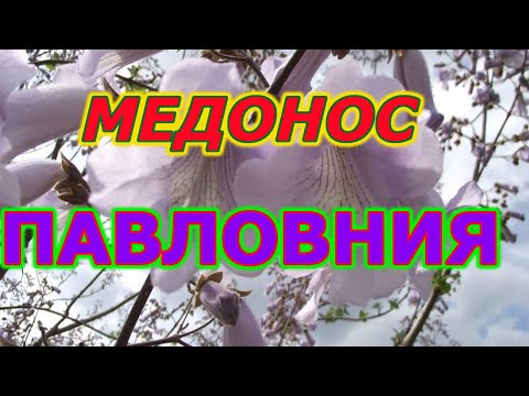 Видео: МЕДОНОС ПАВЛОВНИЯ. Высаживаю на пасеке.