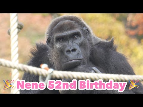 Видео: 🎉🎂Бабушке Горилле исполнилось 52 года🎂🎉｜Shabani Group / Nene