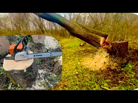 Видео: Пилим дрова в лесу Штиль-180 Большая ракита STIHL-180