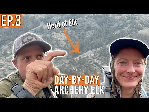 Видео: Напряжение нарастает | Archery Elk (Эпизод 3)