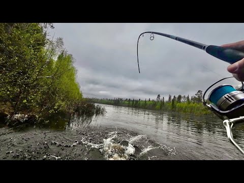 Видео: КОЛЕНКИ ЗАТРЯСЛИСЬ КОГДА ЭТО ЧУДОВИЩЕ СЕЛО НА КРЮЧОК. КОЛЬСКИЙ. ВАРЗУГА