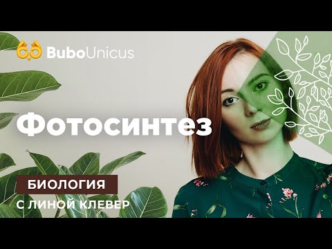 Видео: Фотосинтез в ЕГЭ: разбор заданий | ЕГЭ Биология | Лина Клевер