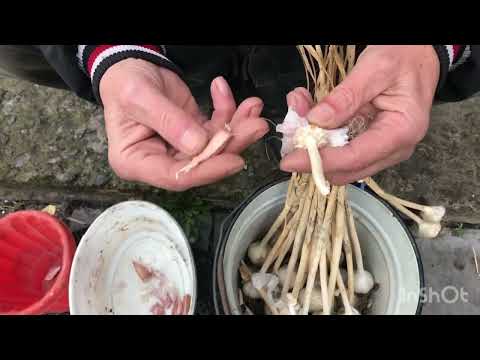 Видео: Чеснок без ПОЛИВА!Метод «Посадил и забыл».Сезон 2023-2024г.#1.