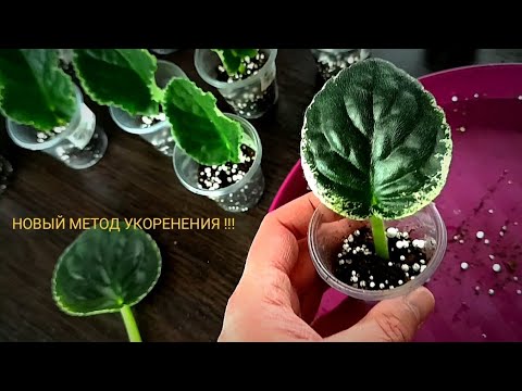 Видео: ПРОБУЕМ НОВЫЙ МЕТОД УКОРЕНЕНИЯ !       Как укоренить лист фиалки !