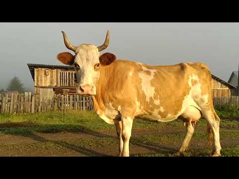 Видео: Коровушка паспаульская. Паспаул 24.