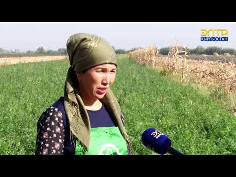 Видео: Элеттик айымдын дыйканчылык сырлары
