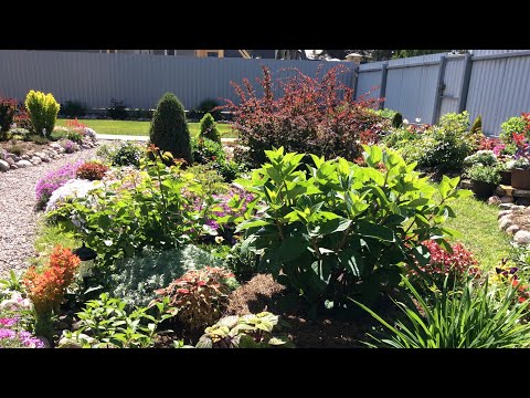 Видео: Мой цветник расцветает🌺 Получила новые сорта барбарисов и ель Биалобок🌿Нормирую Гортензии🌿