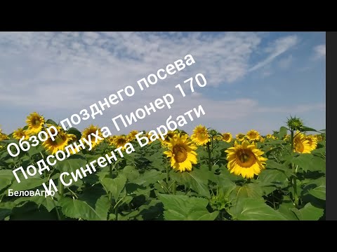 Видео: ❌Обзор позднего посева подсолнуха🌻 Пионер 170, Сингента Барбати