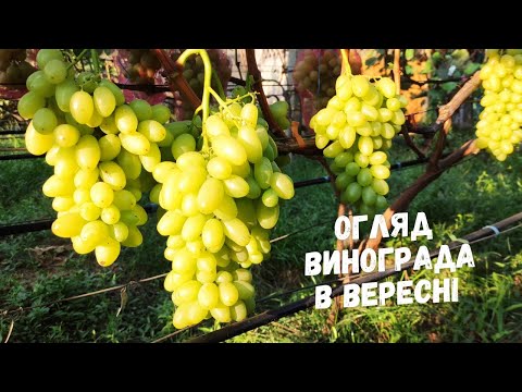 Видео: Стиглий виноград в вересні