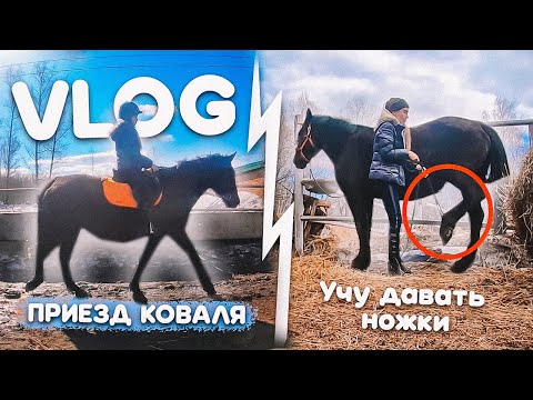 Видео: VLOG 2 дня на конюшне! РАСЧИСТКА КОПЫТ Мартини, Учу Давать Ножки