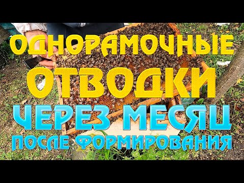 Видео: Однорамочные отводки через месяц после формирования.