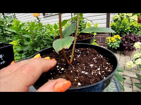 Видео: 8 июля 2024 г.Отвечаю на вопросы.Выращиваю черенки для штамба за один сезон 🌿🌿🌿