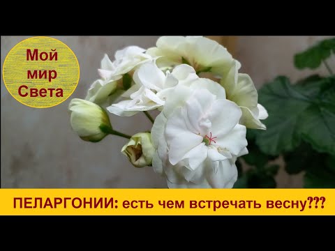 Видео: ПЕЛАРГОНИИ: встречаем весну цветами!