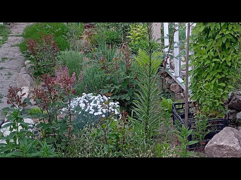 Видео: Копійчані рослини з базару🌸🌾🌿🇺🇦