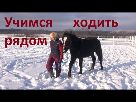 Видео: Толковый Парень. Учимся ходить рядом. Оповоживание.